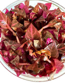 Alternanthera Rosanervig Tissue Culture - [AquaticMotiv]