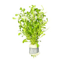 Glossostigma (Glosso Elatinoides) Bunch - [AquaticMotiv]