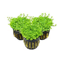 Three black plastic pots filled with lush green dwarf baby tears aquatic plants for aquarium decor bundle