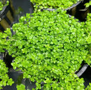 3x dwarf baby tears live foreground plant with vibrant green dense rounded leaves in a black plastic pot