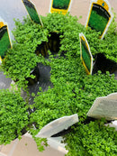 Vibrant green dwarf baby tears plants in black plastic pots with yellow and white labeled tags for live foreground use