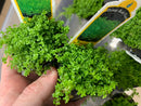 Vibrant green dwarf baby tears aquatic plant in a small black plastic pot with a yellow and white label