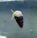 4 baby green leafy rabbit snails with brown shells in glass tank