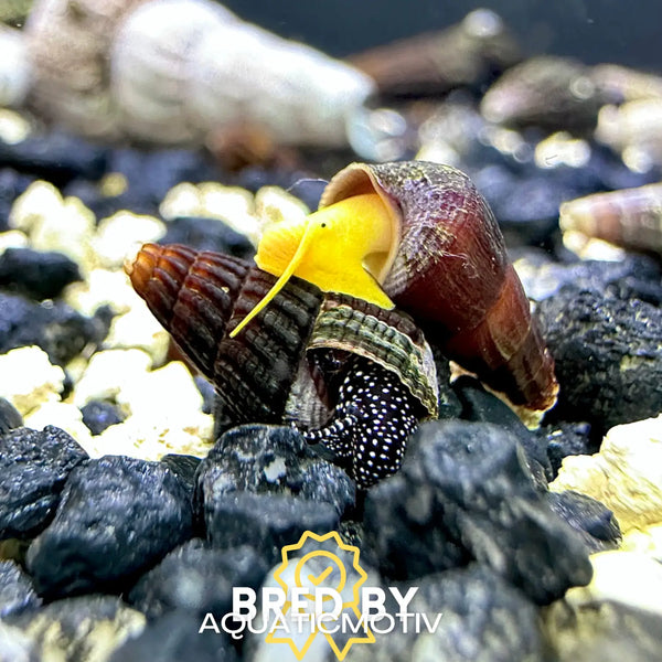 4 baby rabbit snails with yellow spotted shells on brown aquatic model