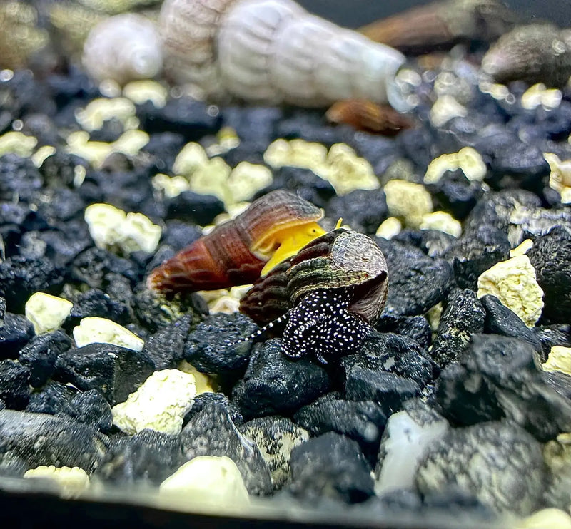 Baby Rabbit Snails Tylomelania sp Peaceful Cleaners with Live Arrival ...