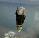 Mini Gold Spotted Rabbit Snail x4 (Tylomelania Sp.) - [AquaticMotiv]