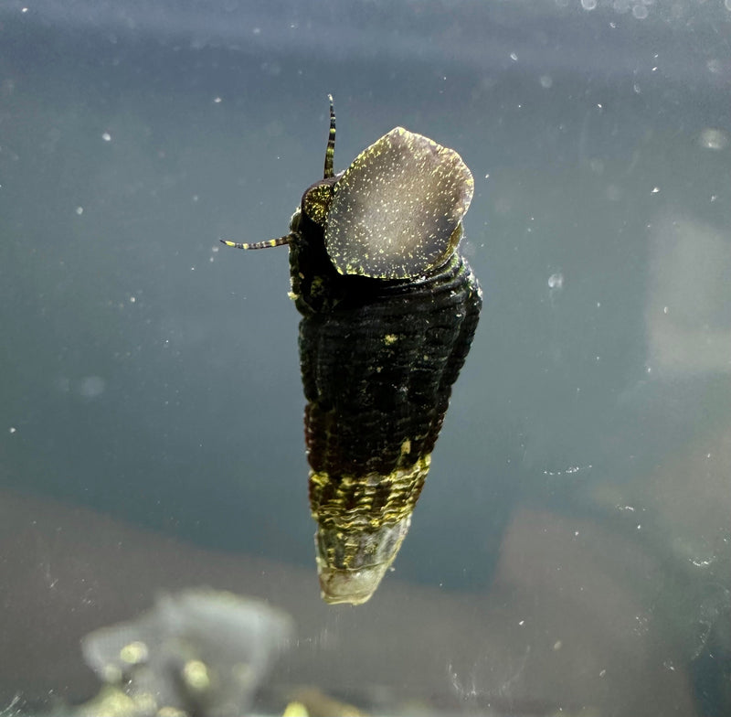 Mini Gold Spotted Rabbit Snail x4 (Tylomelania Sp.) - [AquaticMotiv]