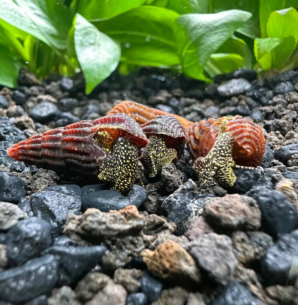 Vibrant red orange hermit crab seashells with 4 mini gold spotted rabbit snails