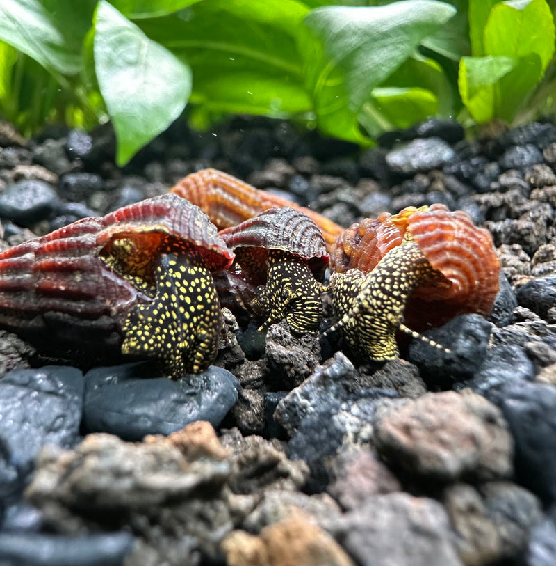 4 Mini Gold Spotted Rabbit Snails (Tylomelania sp.) - [AquaticMotiv]