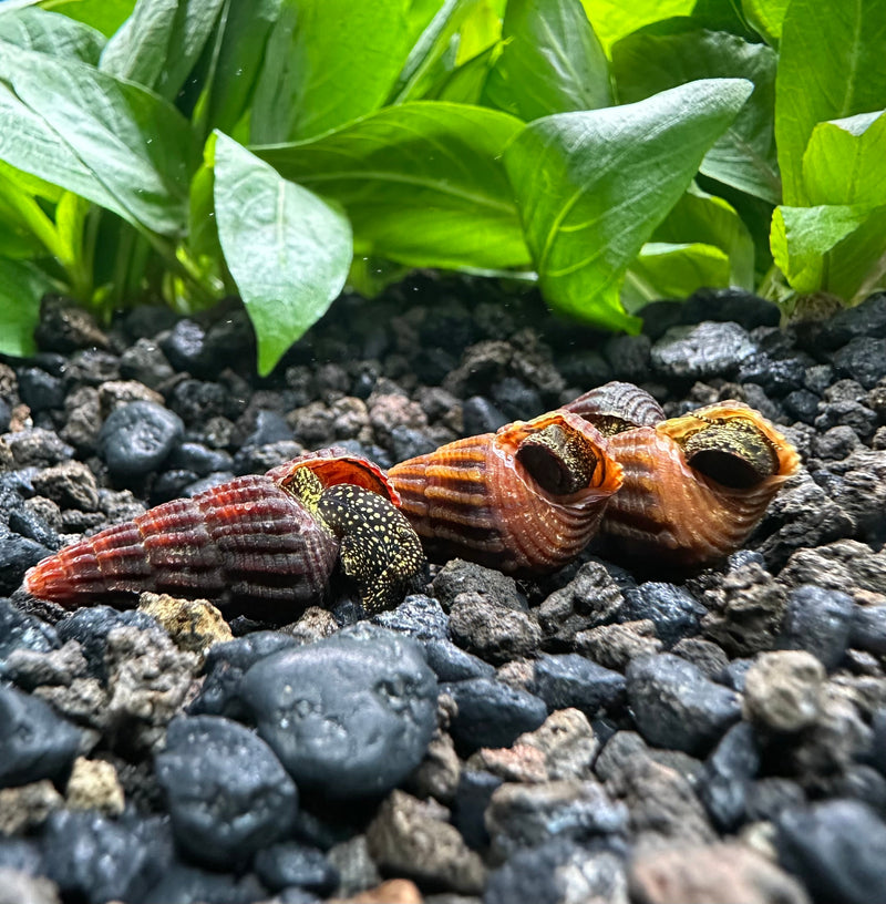 4 Mini Gold Spotted Rabbit Snails (Tylomelania sp.) - [AquaticMotiv]
