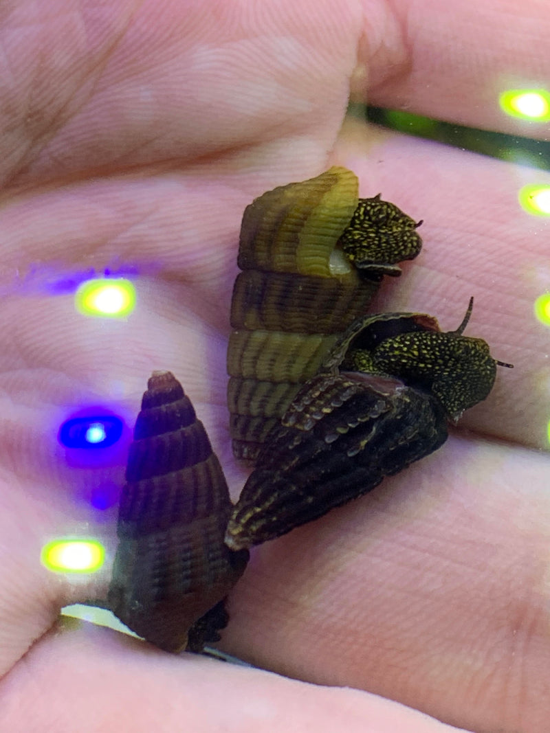 Mini Gold Spotted Rabbit Snail x4 (Tylomelania Sp.) - AquaticMotiv