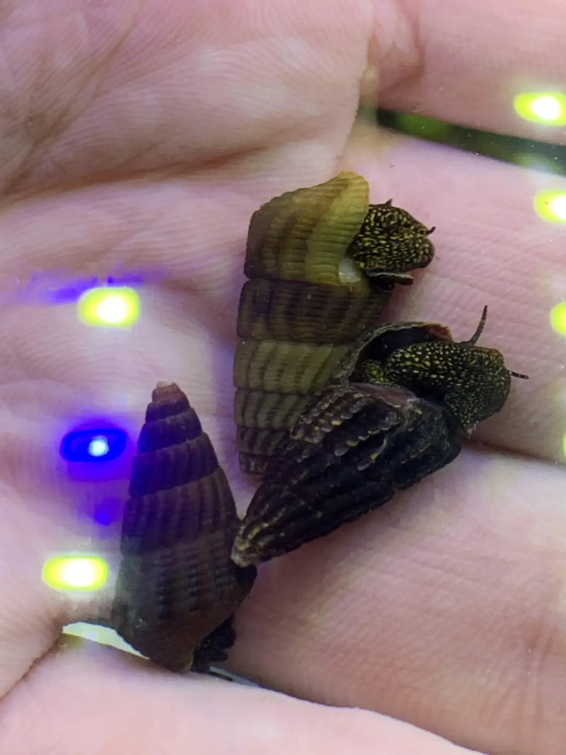 Mini Gold Spotted Rabbit Snails Tylomelania sp Color and Care Tips ...