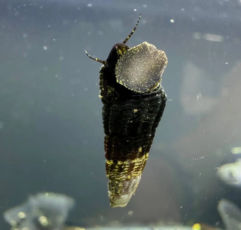 Mini Gold Spotted Rabbit Snails Tylomelania sp Color and Care Tips ...