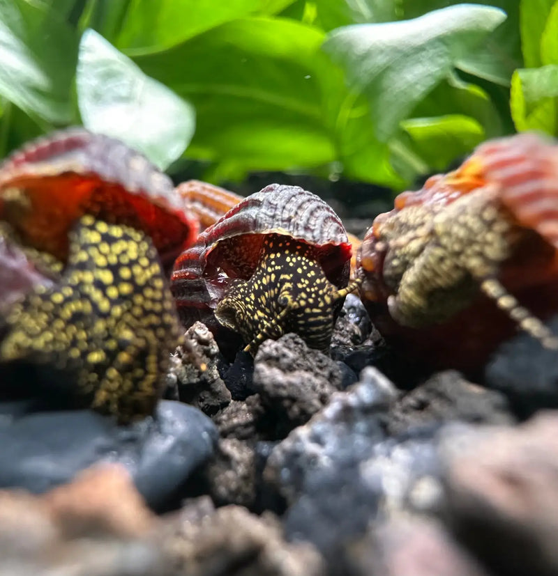 Mini Gold Spotted Rabbit Snails Tylomelania sp Color and Care Tips ...
