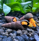 4 mini orange rabbit snails with textured shells on gravel and plants