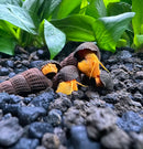 4 mini orange rabbit snails with textured shells on gravel and plants