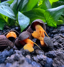 4 Mini Orange Rabbit Snails (Tylomelania sp.) - [AquaticMotiv]