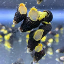 Four mini yellow rabbit snails with black ridged shells and translucent bodies for aquarium use