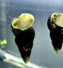 4 mini yellow rabbit snails with black textured conical shells and yellowish green spotted mantles with tentacles