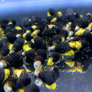 Four mini yellow rabbit snails tylomelania zemis with black and yellow striped textured shells in front view