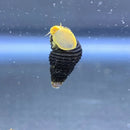 A vibrant yellow tylomelania zemis rabbit snail with a textured translucent shell on its dark black spiraled home