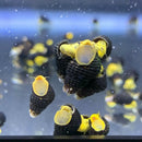 Four mini yellow rabbit snails with black and yellow striped textured shells perfect for freshwater aquariums