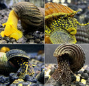Yellow black snail shell design on dark background, 4 Rabbit Snails pack