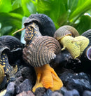 4 Rabbit Snails mixed pack with orange brown seashell decor