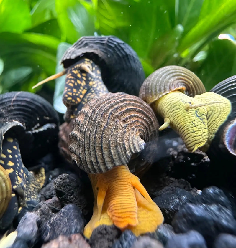 Rabbit Snails Mixed Pack Tylomelania sp Variety and Care Guide ...