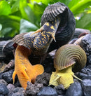 Yellow and brown Tylomelania sp. rabbit snail shell with black stripes