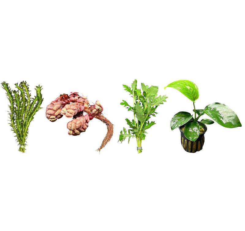 AquaticMotiv® Betta pack - 4 plants - [AquaticMotiv]