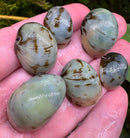 3 Beluga Helmet Snails (Neritina sp.) - [AquaticMotiv]