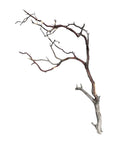 Manzanita Wood - [AquaticMotiv]