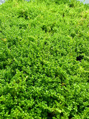 Dwarf Baby Tears (Hemianthus Callitrichoides) Pot - [AquaticMotiv]