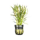 Eustralis Stellata Pot - [AquaticMotiv]