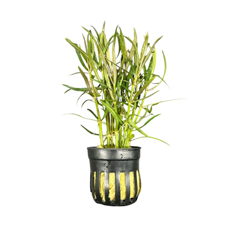 Eustralis Stellata Pot - [AquaticMotiv]