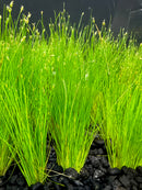 AquaticMotiv® Value bundle - 12 plants - [AquaticMotiv]