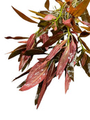 Ludwigia Peruensis Pot - [AquaticMotiv]