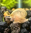 Cream-colored baby American trapdoor snail with brown spots on black lava rocks