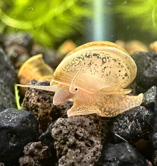 5 Baby American Trapdoor Snails - [AquaticMotiv]