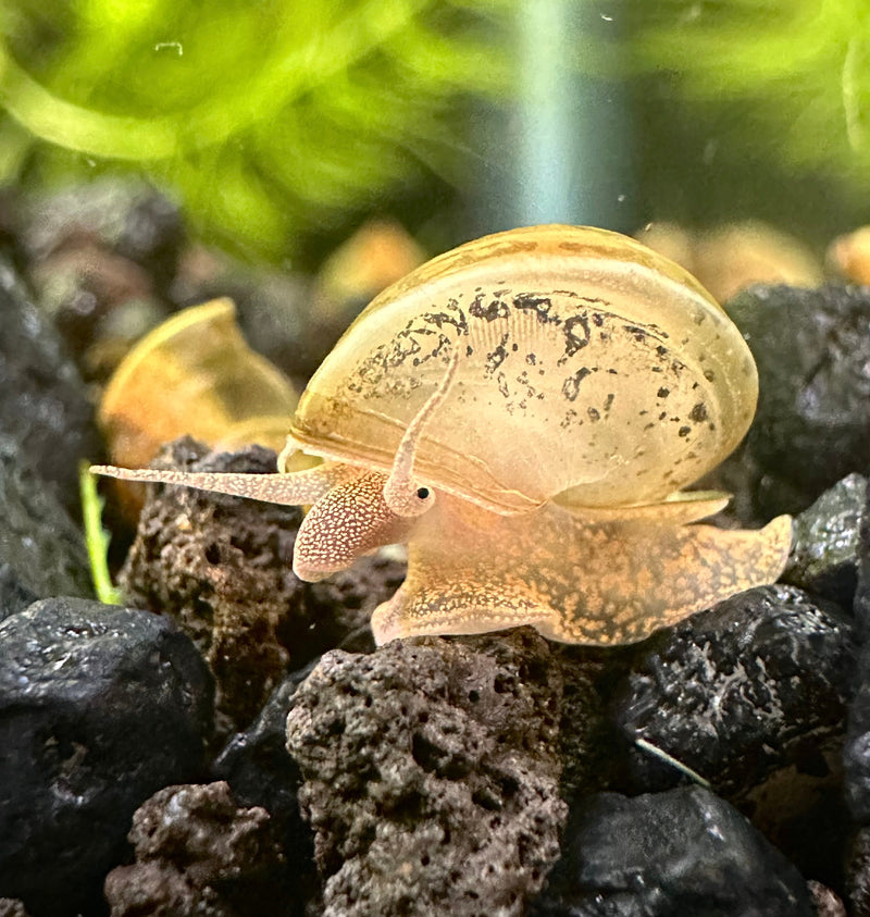 5 Baby American Trapdoor Snails - [AquaticMotiv]