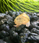 Yellow and brown baby American trapdoor snail shell with black spots on rock