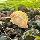 5 Baby American Trapdoor Snails - [AquaticMotiv]