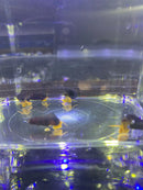 Black and yellow aquatic baby orange giant sulawesi rabbit snails tylomelania gemmifera in a clear glass tank