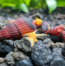 A vibrant red and black striped snail with a yellowish-orange body emerges from its shell, resting on dark gravel.
