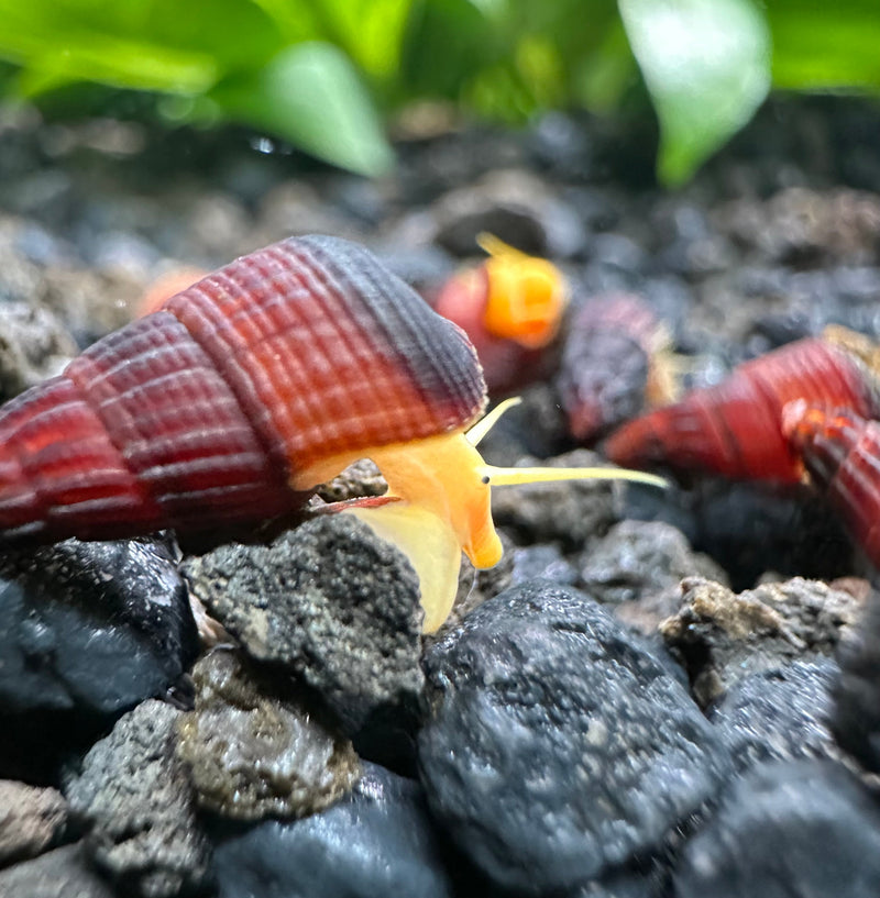 5 Baby Orange Giant Sulawesi Rabbit Snails (Tylomelania Gemmifera) - [AquaticMotiv]