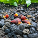 Five baby orange giant sulawesi rabbit snails with vibrant red and orange stripes and yellow tentacles on dark aquarium gravel