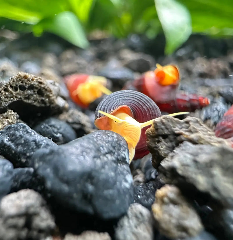 Baby Orange Sulawesi Rabbit Snails Tylomelania gemmifera Care | Aquatic ...