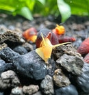 A vibrant yellow baby orange giant sulawesi rabbit snail with a dark ridged shell on black gravel in an aquarium