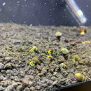 A group of 5 baby yellow sulawesi rabbit snails with yellow tips and brown shells crawling over dark aquarium gravel